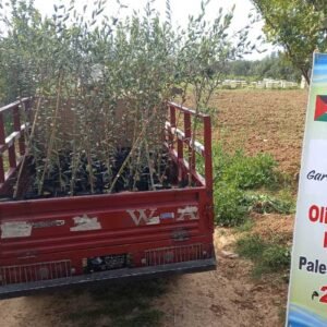 Environmental Projects